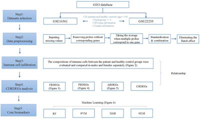 Identification of cell death-related biomarkers and immune infiltration in ischemic stroke between male and female patients